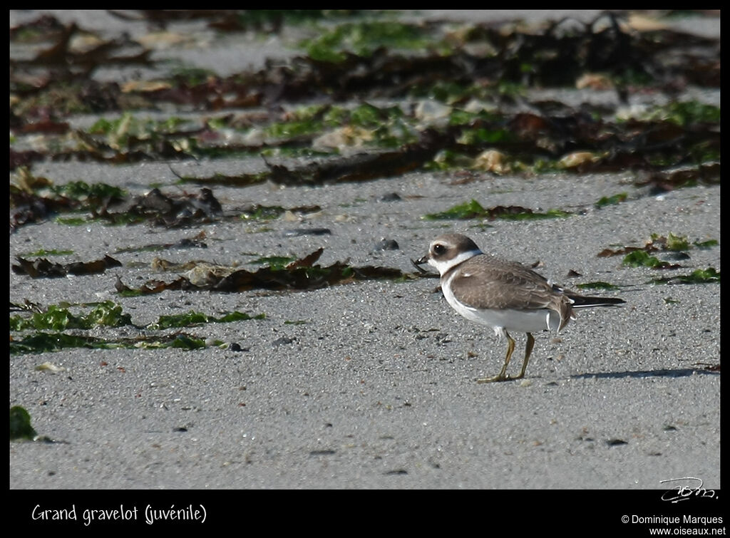 Common Ringed Ploverjuvenile, identification