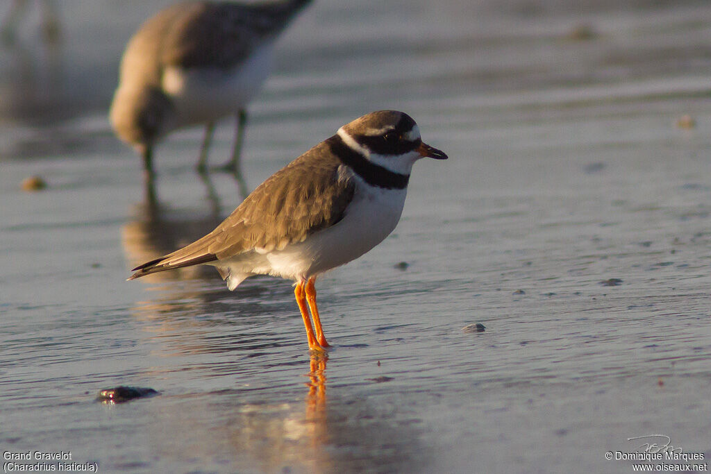Common Ringed Plover male adult breeding, identification