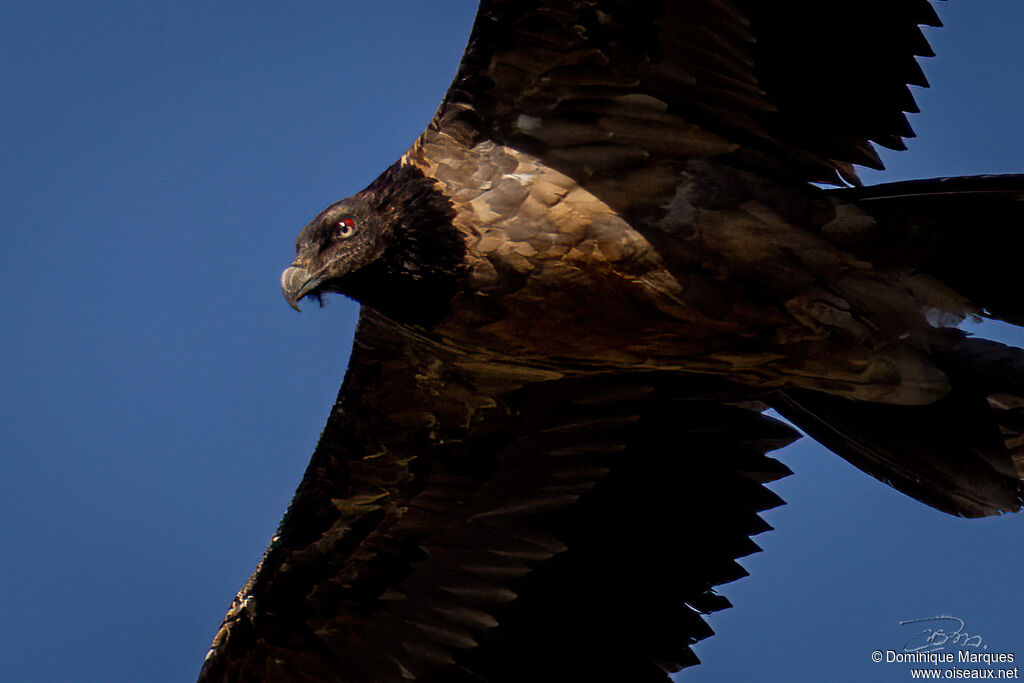 Bearded Vultureimmature, close-up portrait