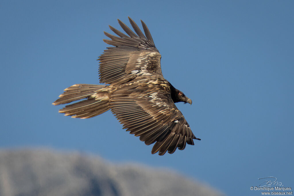 Bearded Vultureimmature, identification