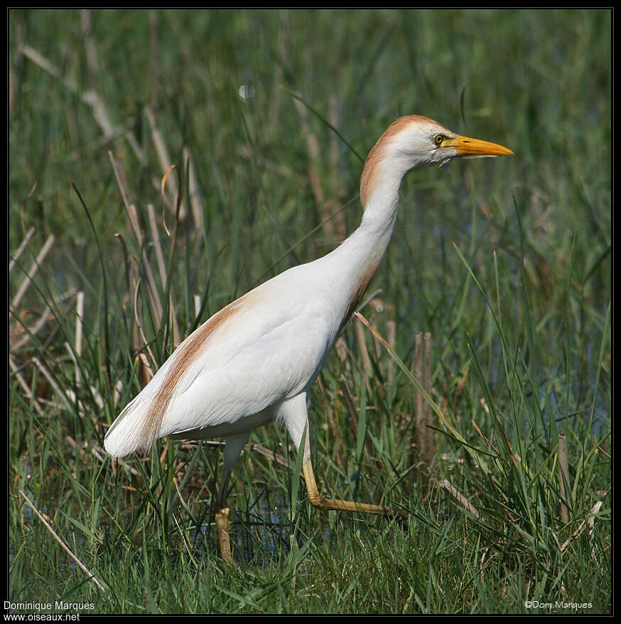 Héron garde-boeufs mâle adulte nuptial, identification