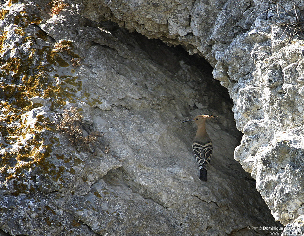 Eurasian Hoopoe