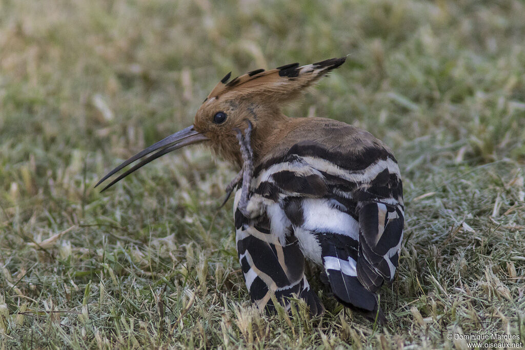 Huppe fasciéeadulte