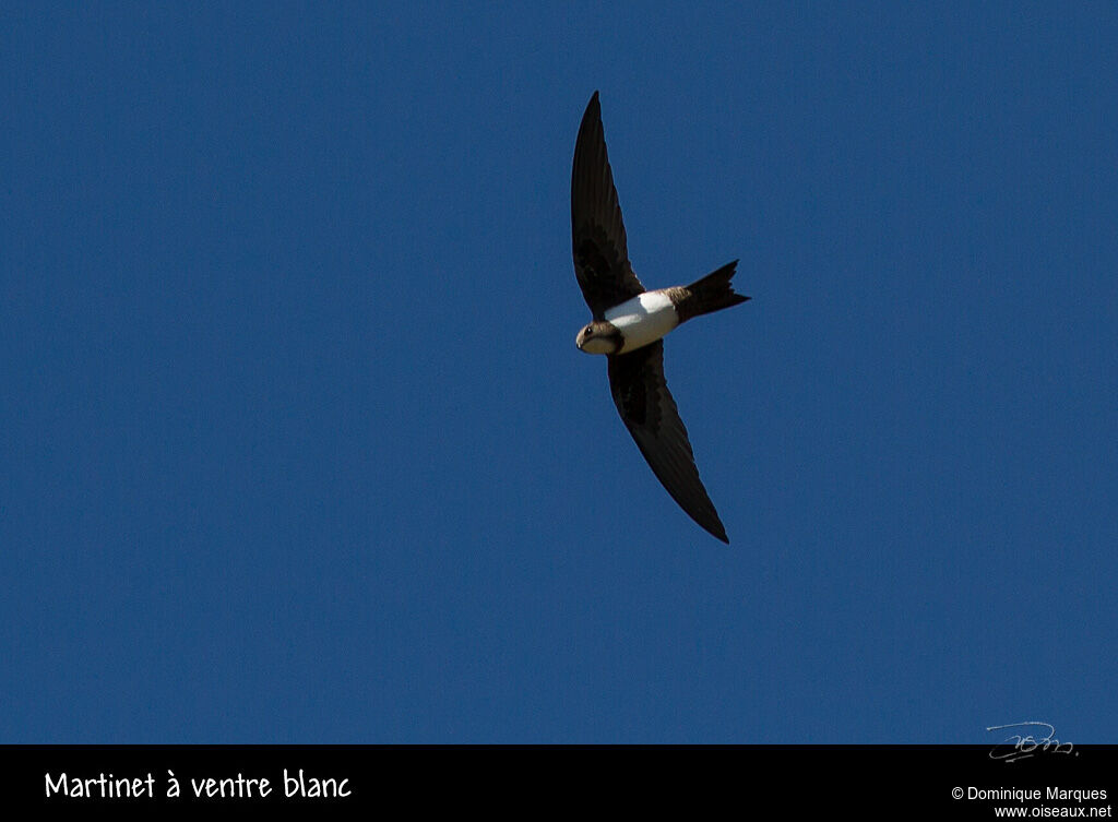 Alpine Swift, Flight