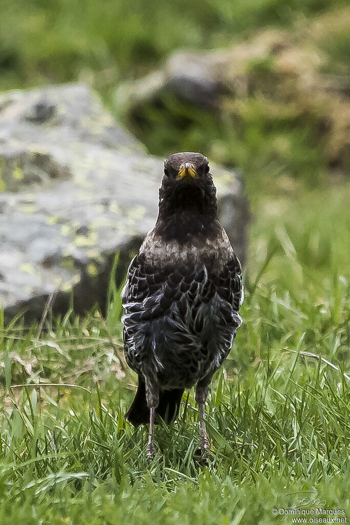 Ring Ouzeladult, identification