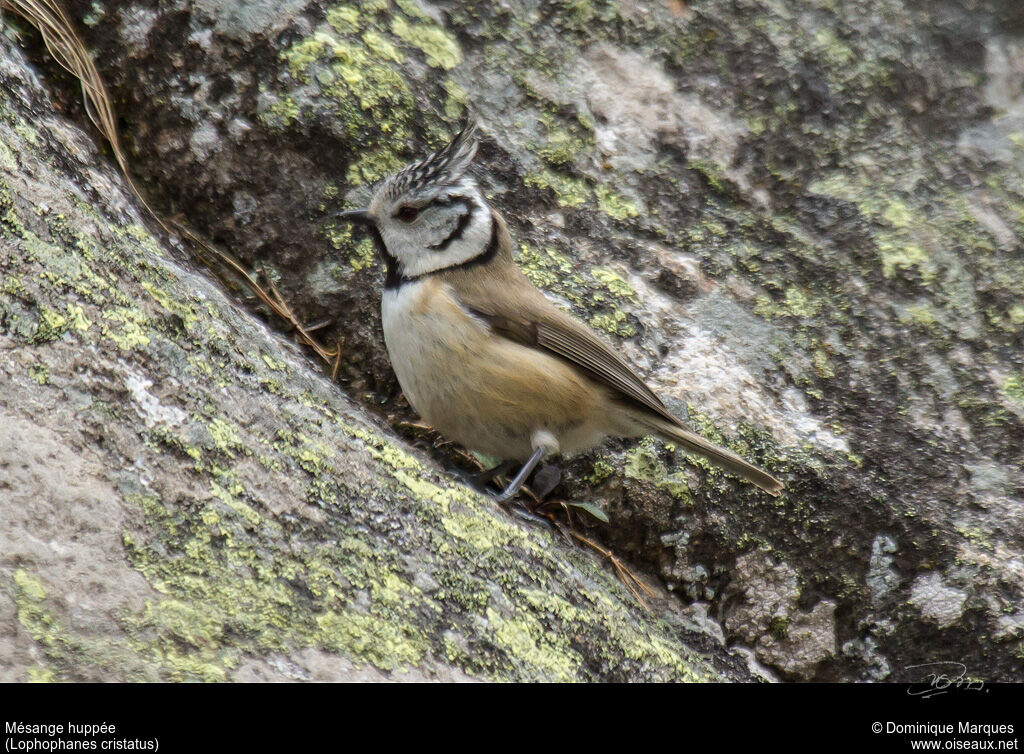 Mésange huppéeadulte, identification