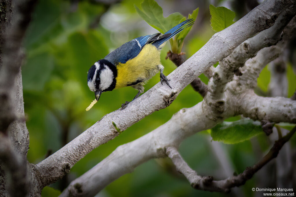 Mésange nord-africaineadulte, identification, régime