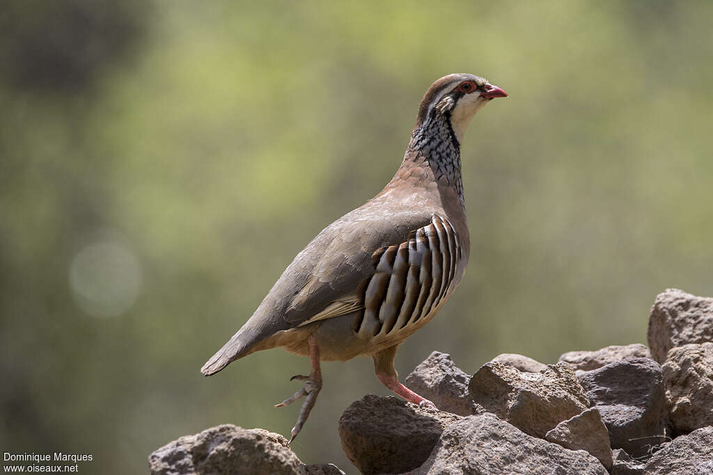 Red-legged Partridge, walking