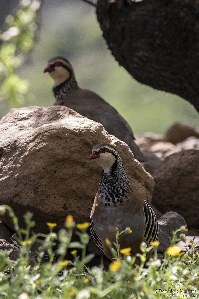 Red-legged Partridgeadult