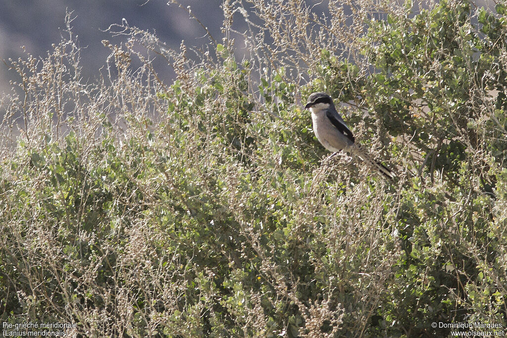 Pie-grièche méridionaleadulte, identification