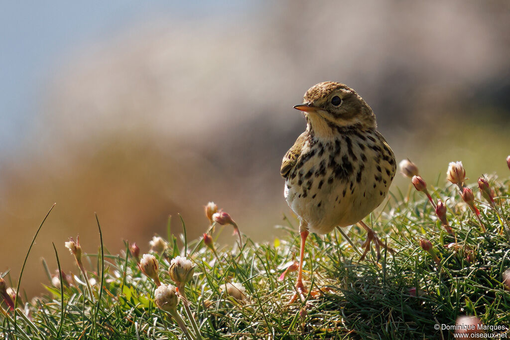 Pipit farlouseadulte, identification