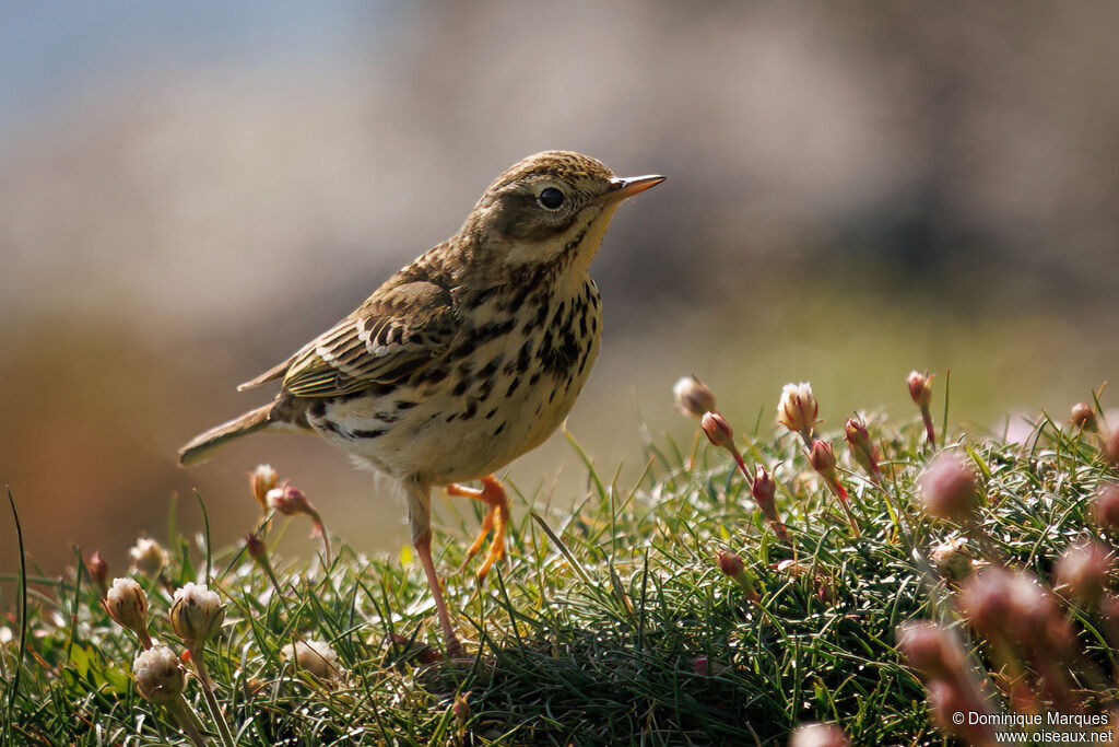 Pipit farlouseadulte, identification