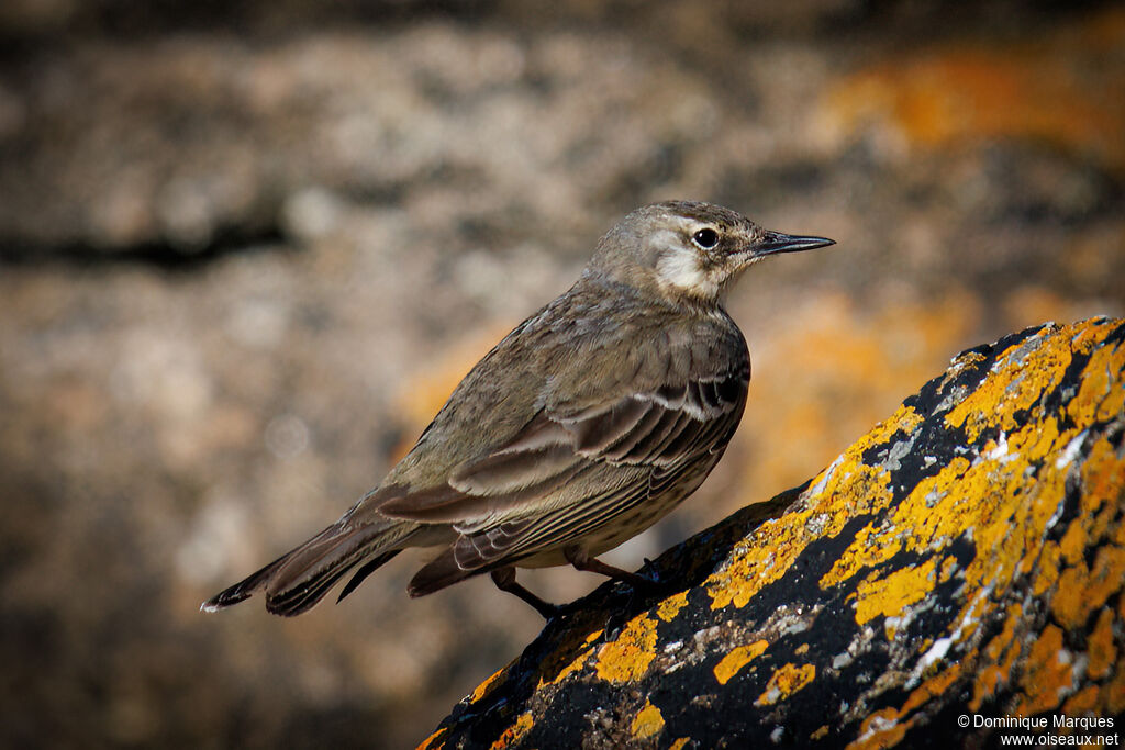 Pipit maritimeadulte transition, identification