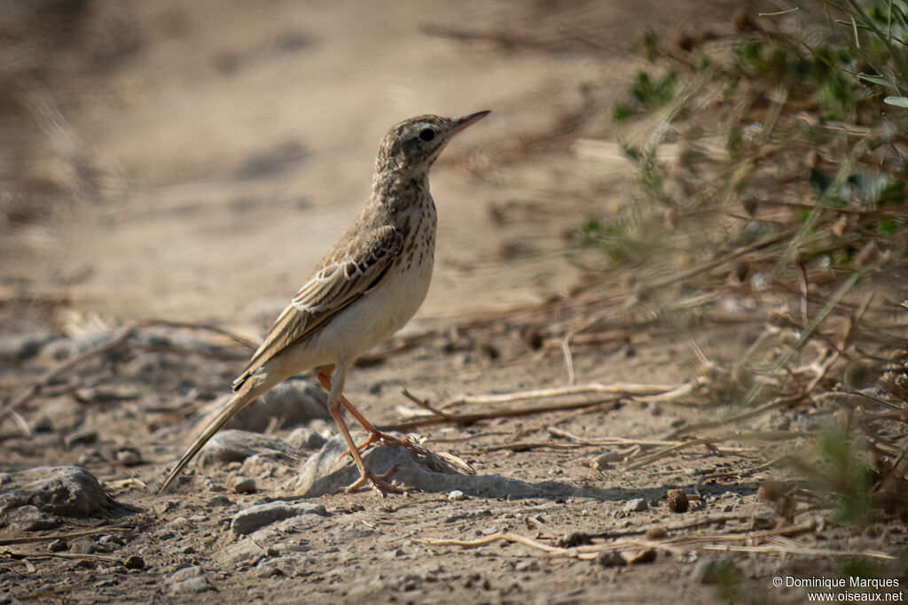 Tawny Pipitadult, identification