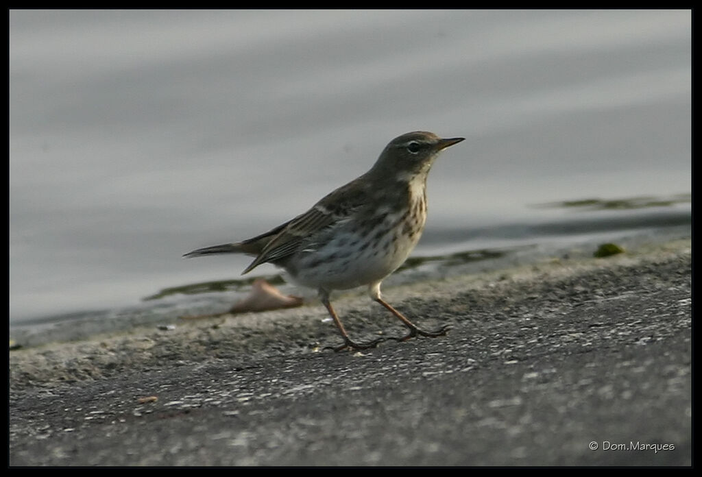 Pipit spioncelleadulte, identification