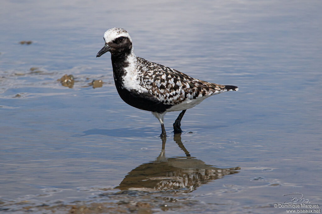 Grey Ploveradult breeding, identification