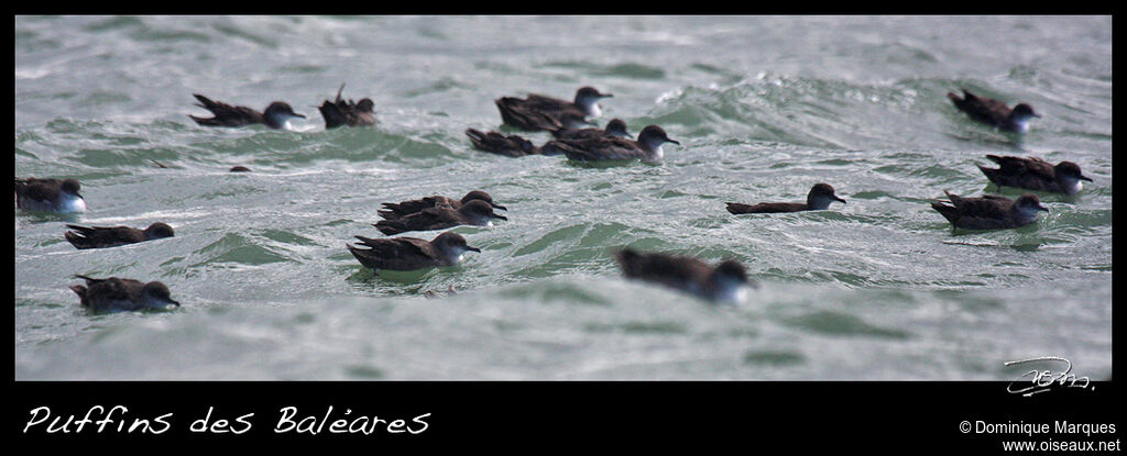 Puffin des Baléares, Comportement
