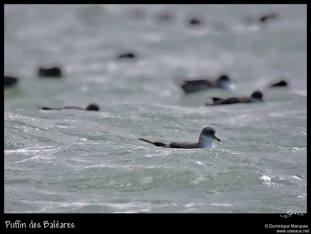 Puffin des Baléares, identification