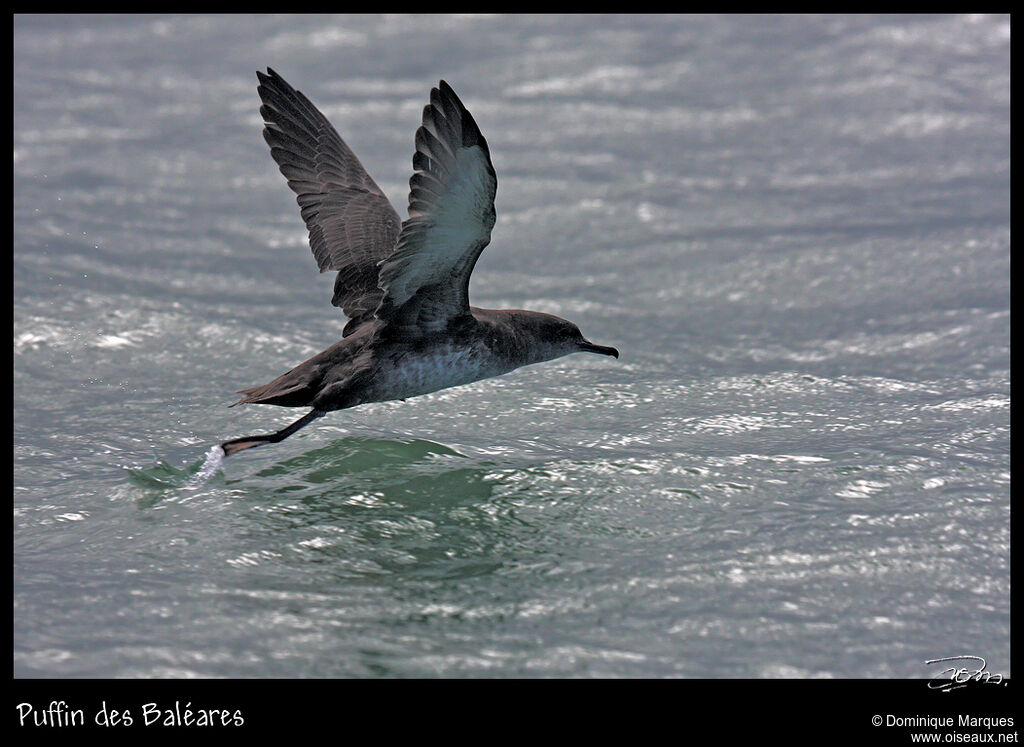 Puffin des Baléaresadulte, Vol