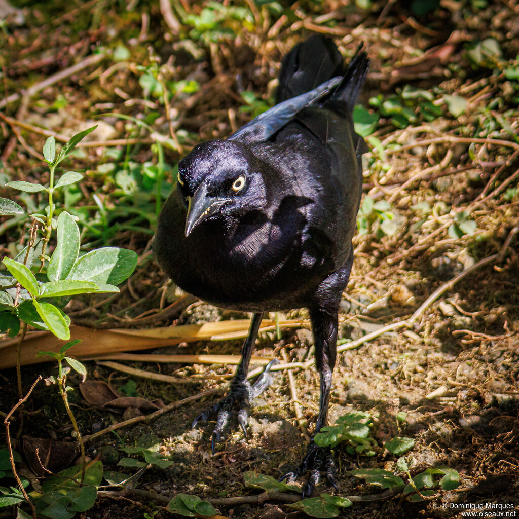 Carib Grackle male adult, identification