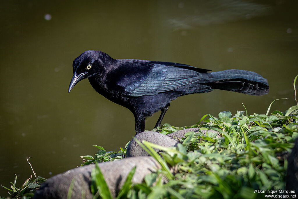 Carib Grackle male adult breeding, identification