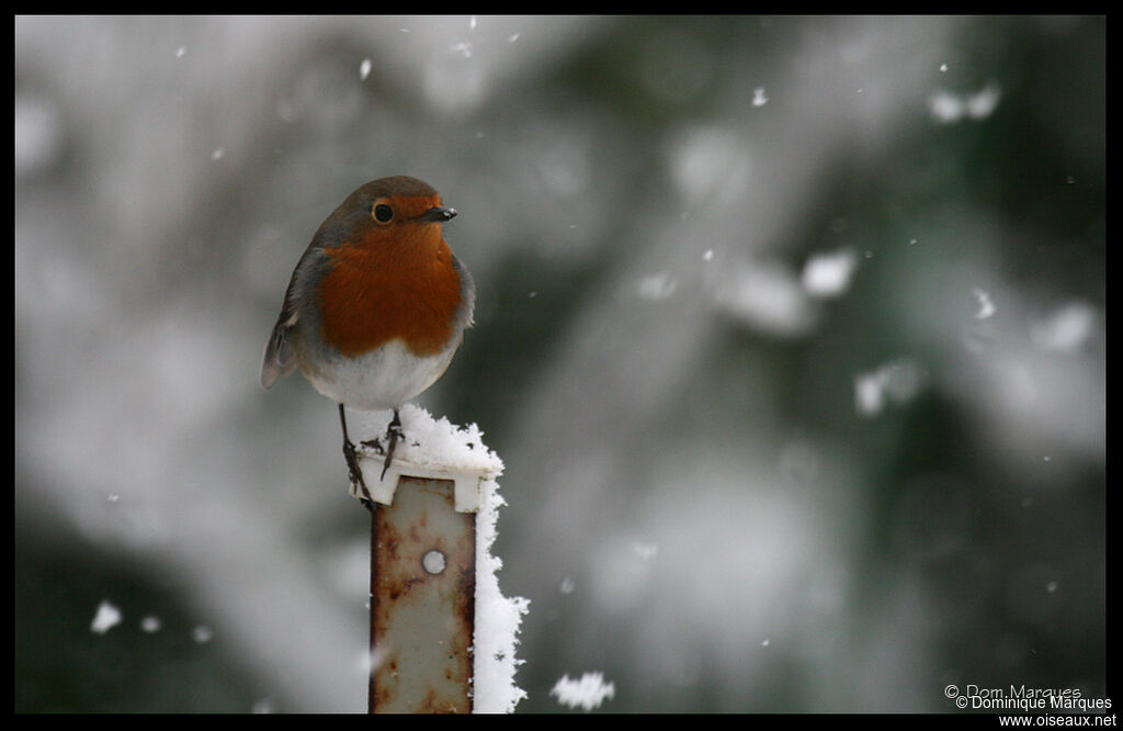 European Robinadult, identification