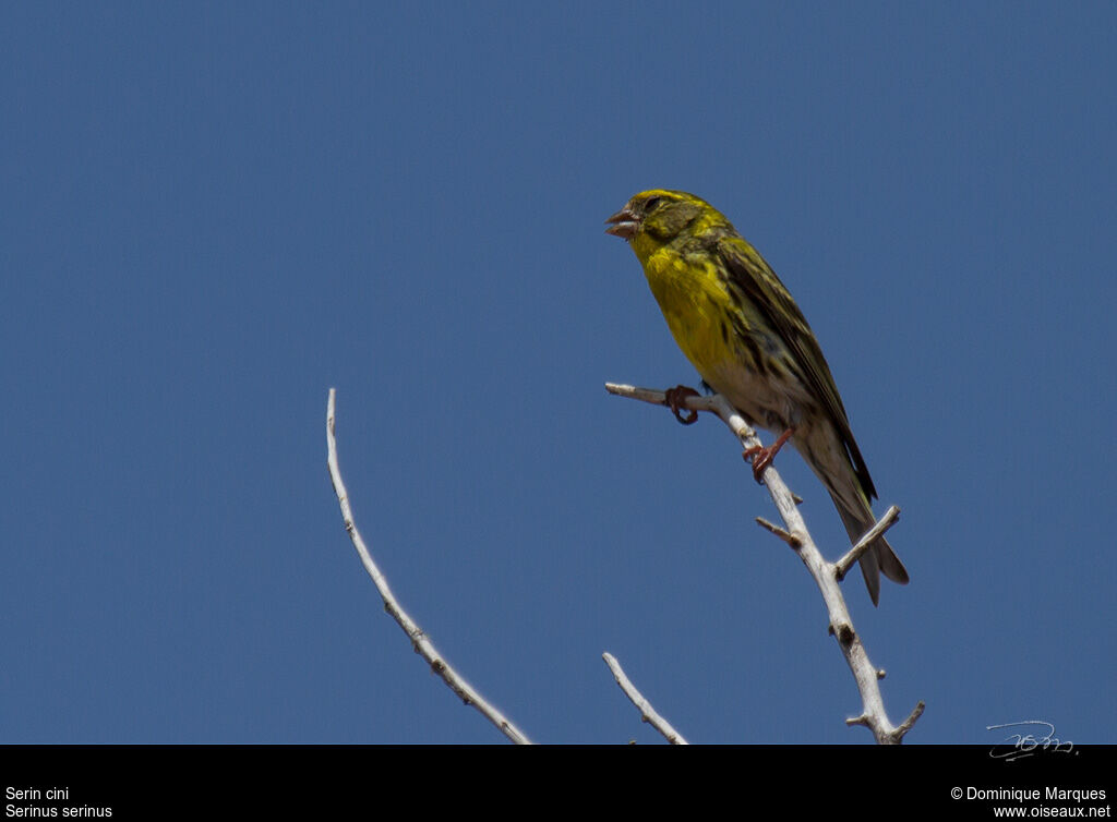 European Serin male adult breeding, identification