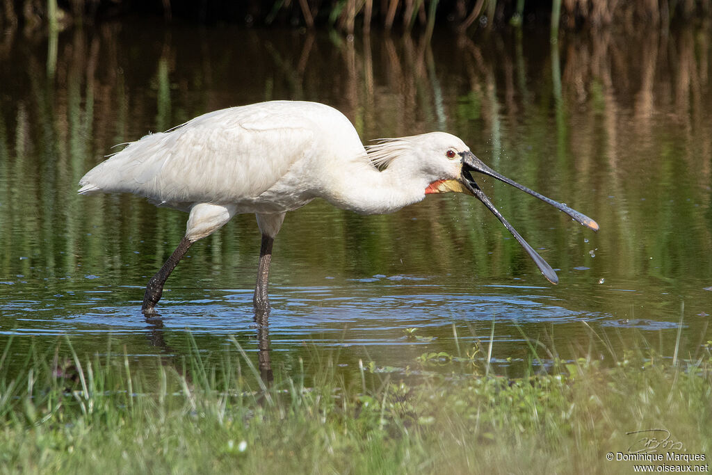 Eurasian Spoonbilladult, identification