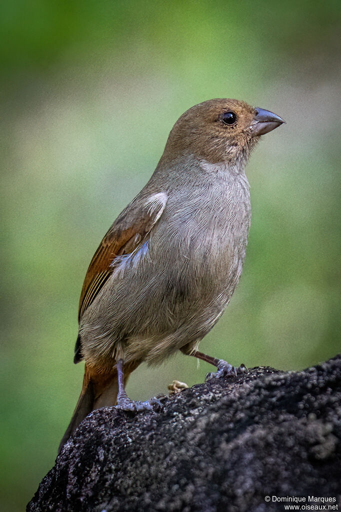 Lesser Antillean Bullfinch female adult breeding, identification