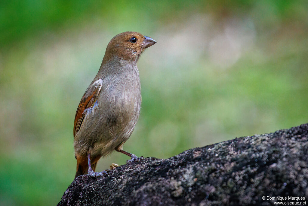 Lesser Antillean Bullfinch female adult, identification