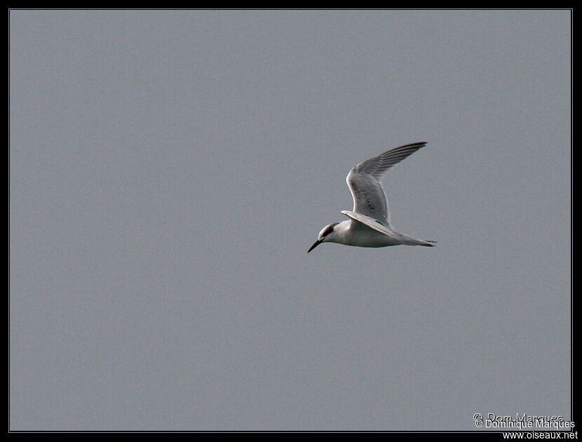 Sterne caugek1ère année, identification
