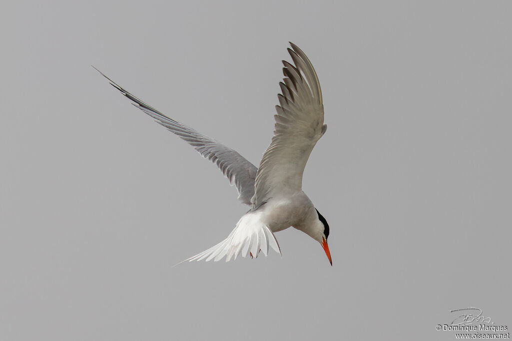 Common Ternadult, identification