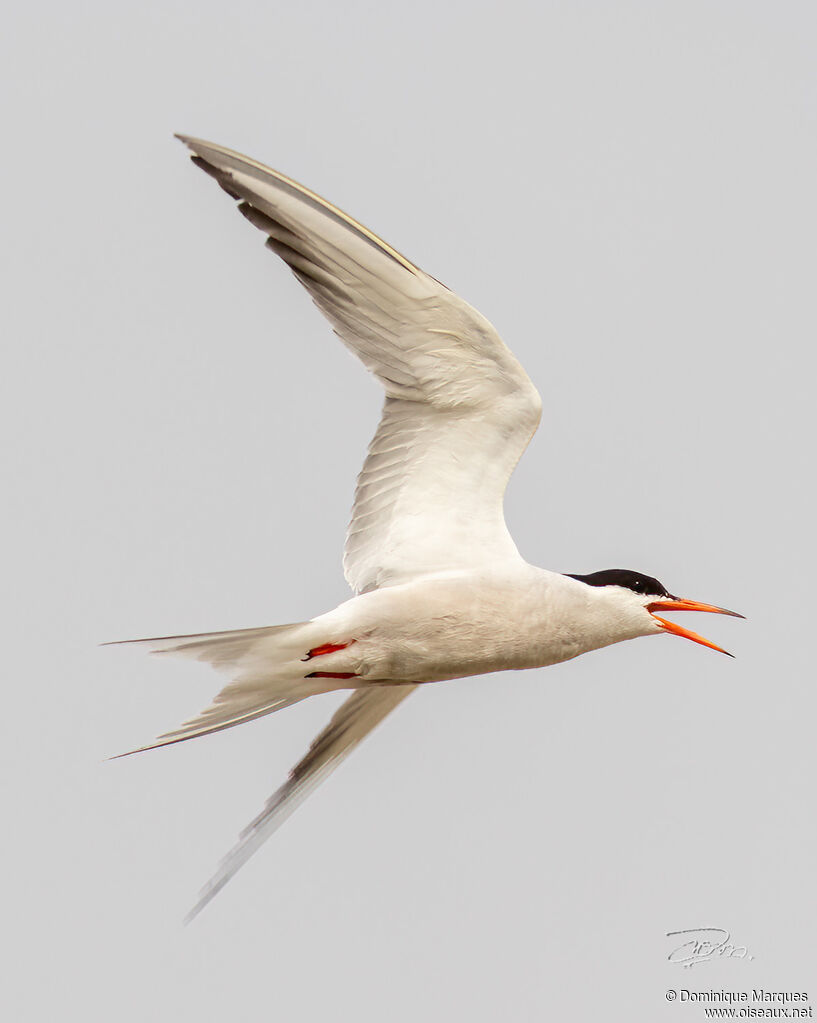 Common Ternadult, identification