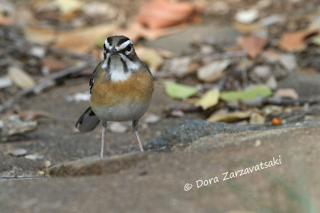Bearded Scrub Robinadult