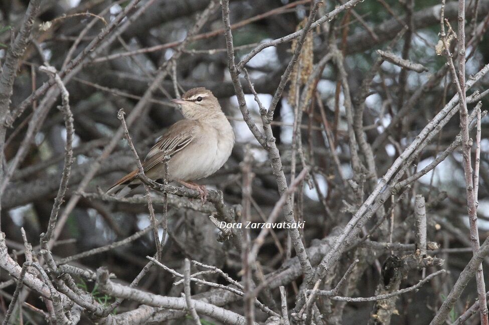 Rufous-tailed Scrub Robin