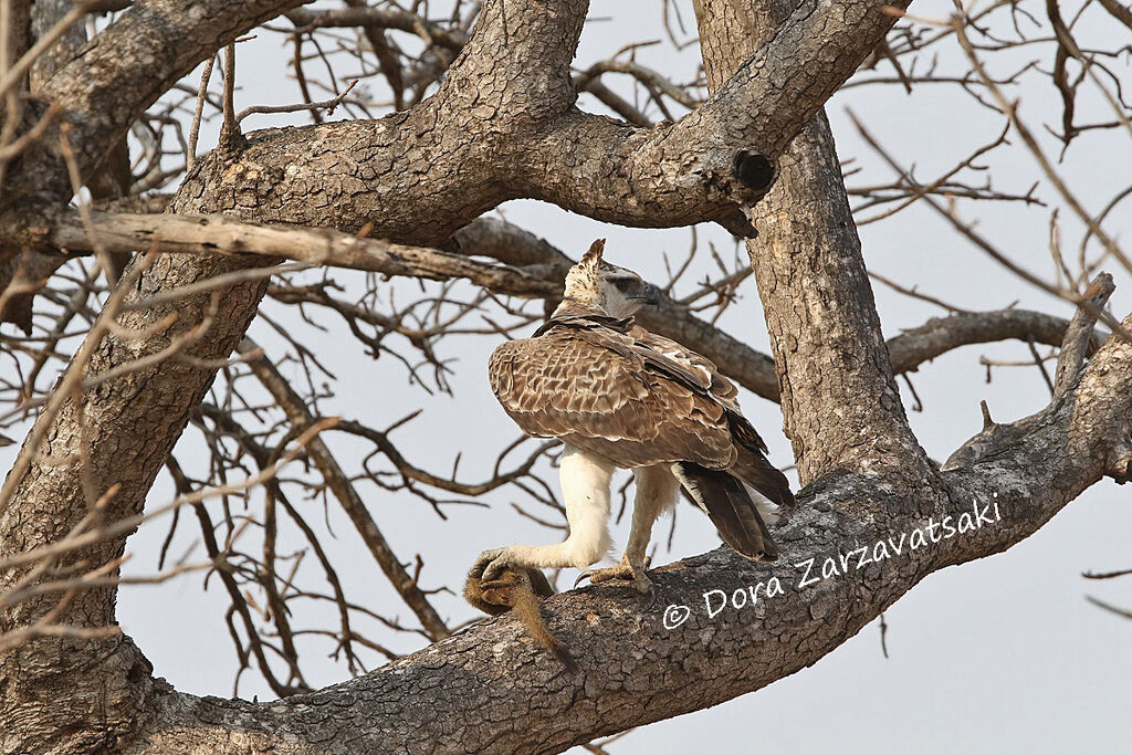 Martial Eaglejuvenile, feeding habits, fishing/hunting