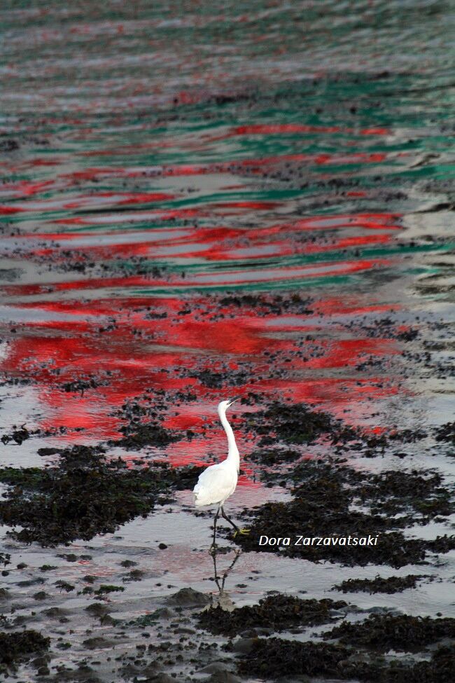 Little Egret