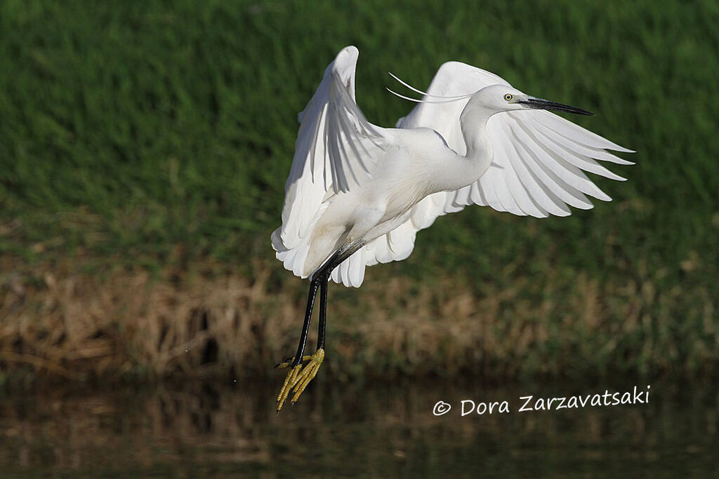 Little Egretadult, Flight