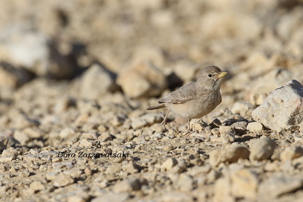 Ammomane isabellineadulte, identification, composition, marche
