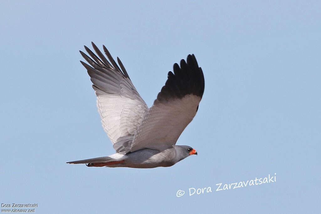 Pale Chanting Goshawkadult, Flight