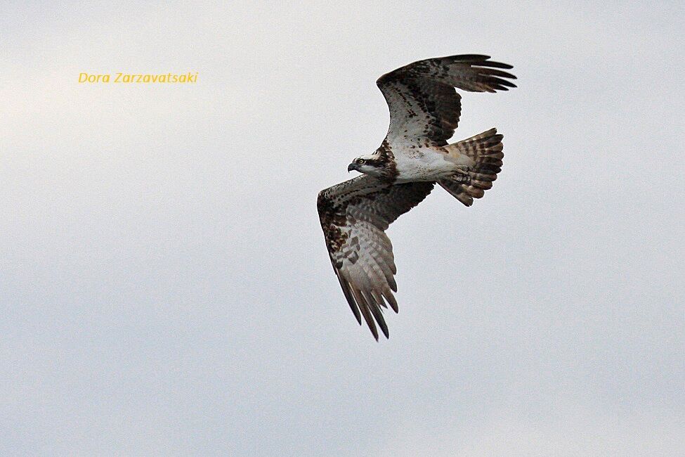 Osprey