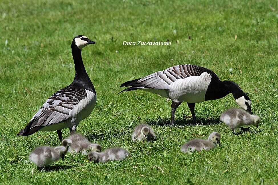 Barnacle Goose