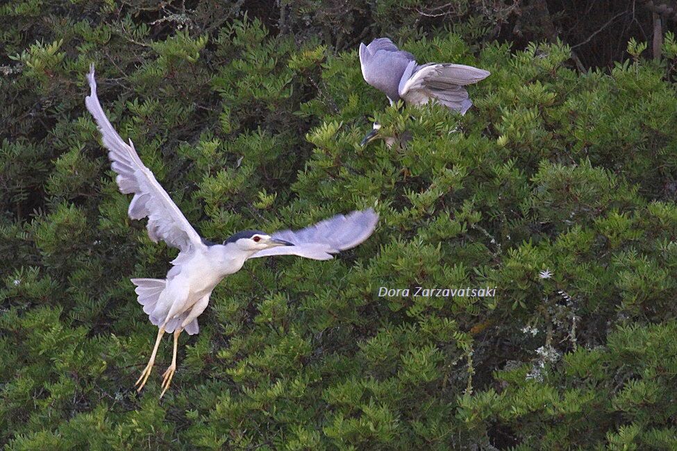 Black-crowned Night Heron