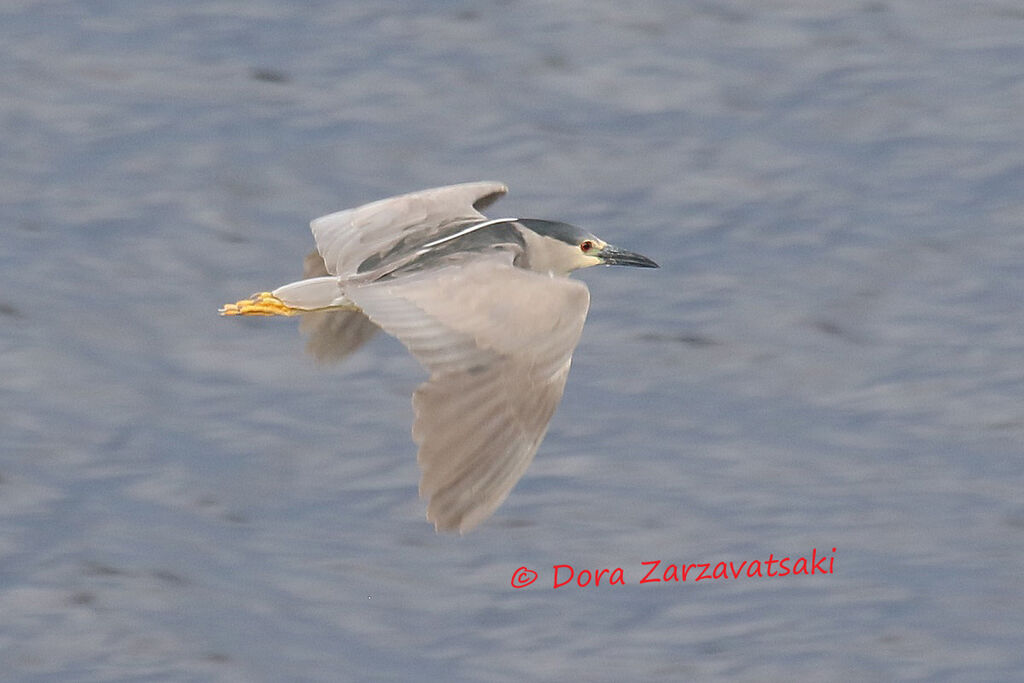 Black-crowned Night Heronadult, Flight