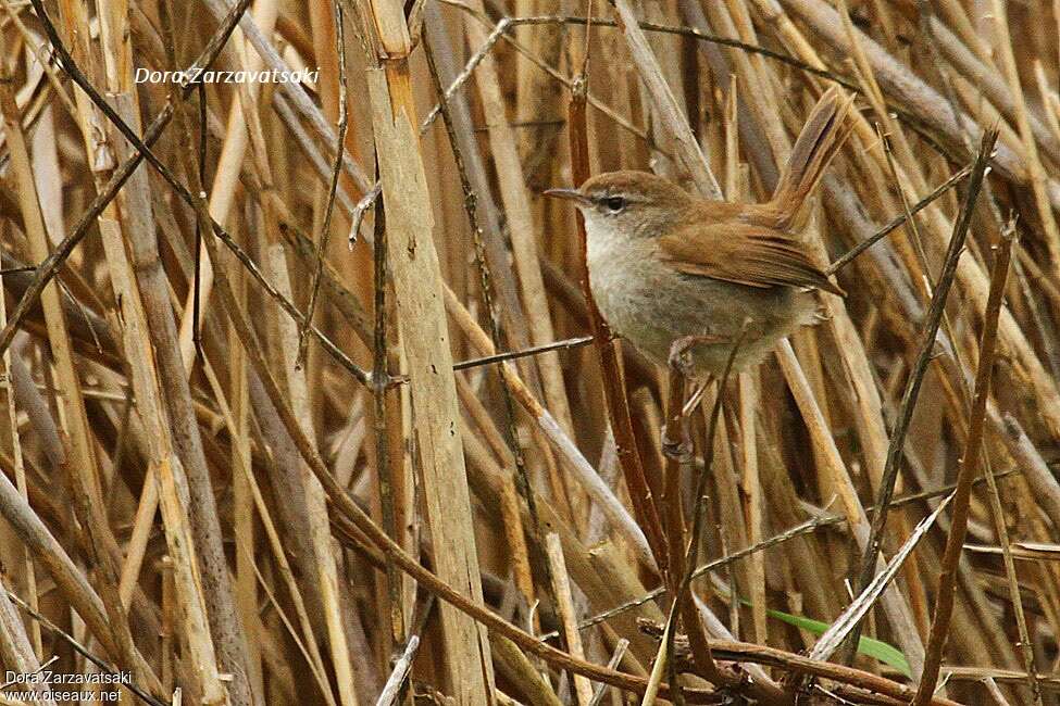 Cetti's Warbleradult, habitat, camouflage, pigmentation