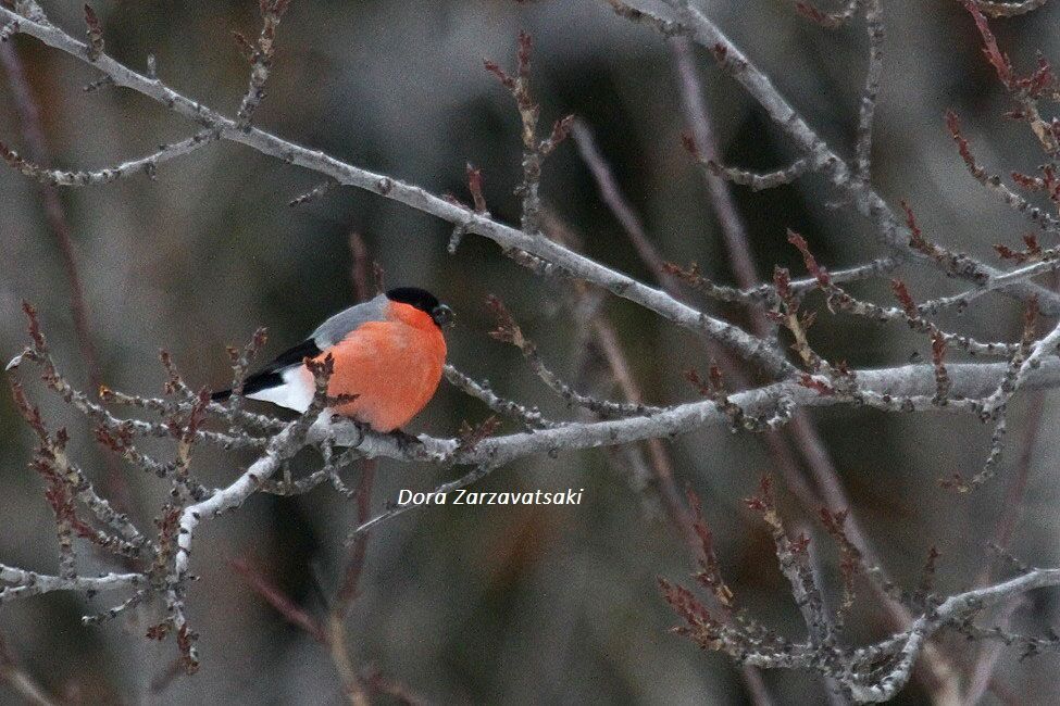 Eurasian Bullfinch