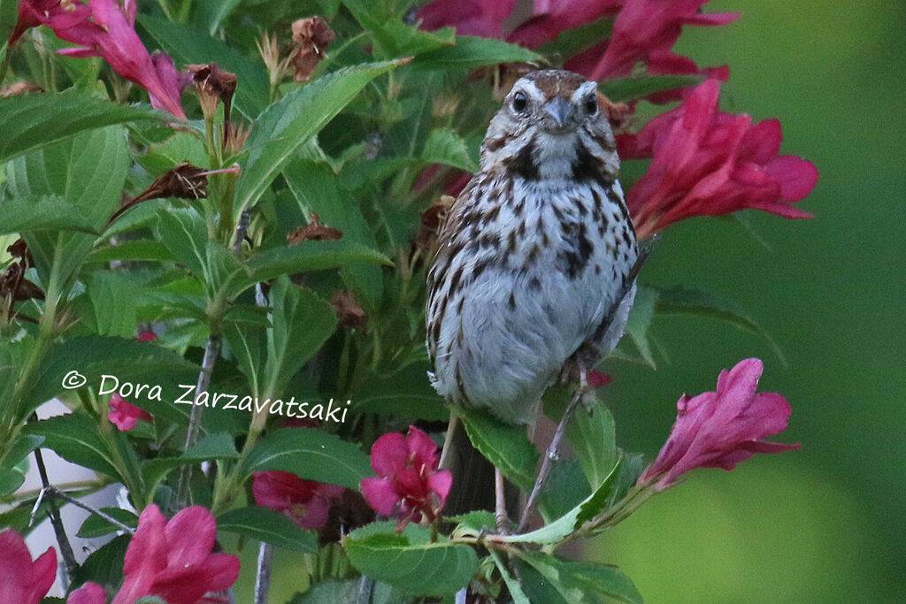 Song Sparrowadult