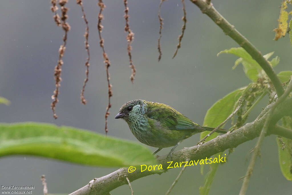 Black-capped Tanager female adult, identification