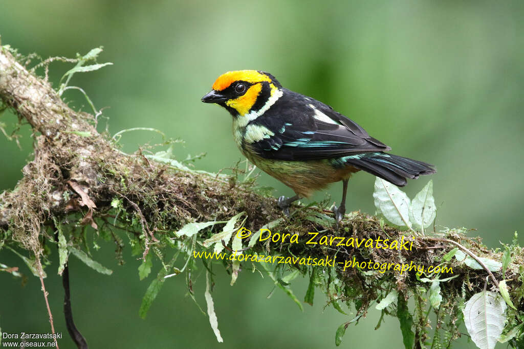 Flame-faced Tanageradult, identification