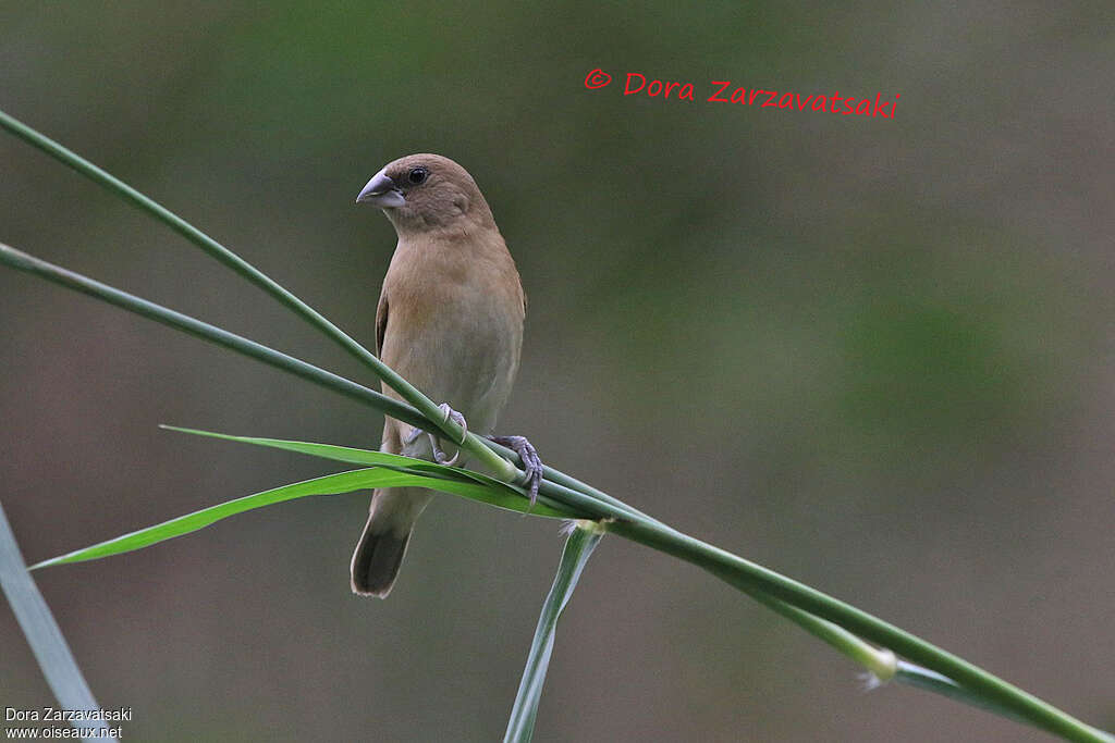 Capucin damierimmature, identification